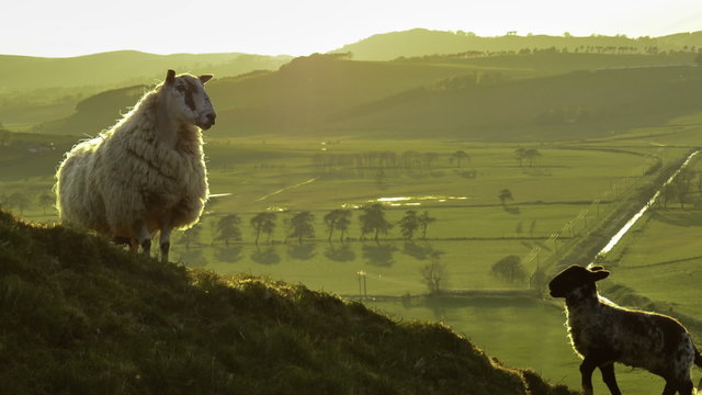 Zoom Of Scottish Sheep And Lamb In The Evening Light