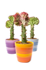 Collection of cactus, isolated on white