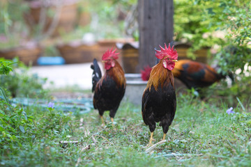 Bantam in farm,Thailand
