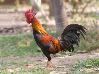 Bantam in farm,Thailand