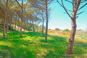Fototapeta premium pinewood and meadow