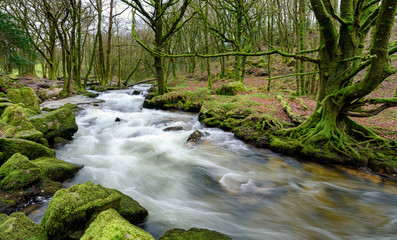Obraz premium Golitha Falls