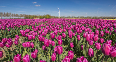 Field of purple tulips and a wind turbine