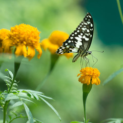 Obraz premium Profile view of a beautiful butterfly on flower