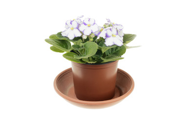 Blooming white violet with violet edges of the petals