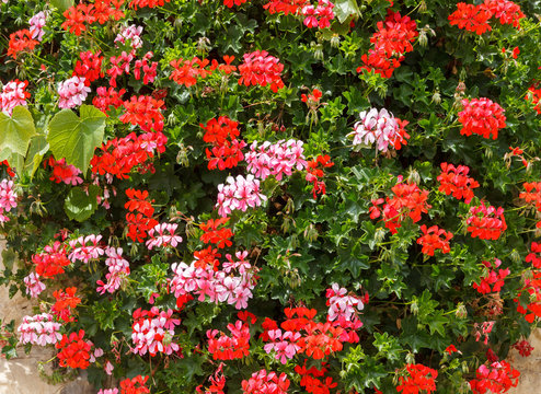 Bush of red and pink geranium