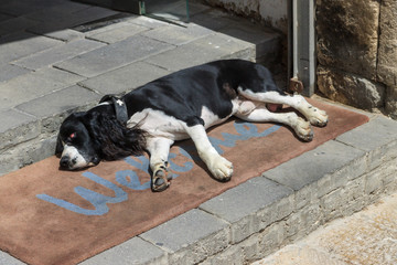 Tired spaniel lies at the entrance