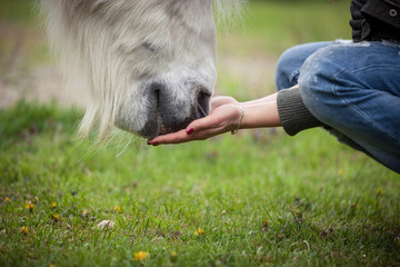 feeding a white horse with hands