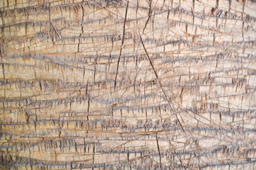 Close up of the bark of a palm tree, background texture pattern.