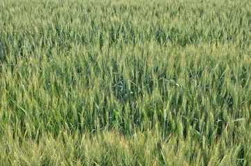 Wheat field background