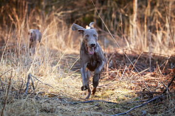 weimaraner dog