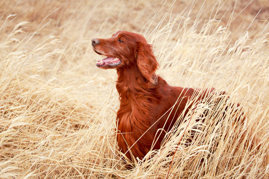 Red irish setter dog