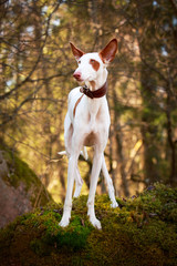 Ibizan Hound dog