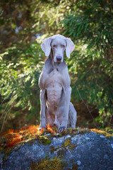 weimaraner dog