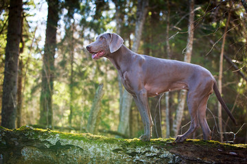 Obraz na płótnie Canvas weimaraner dog