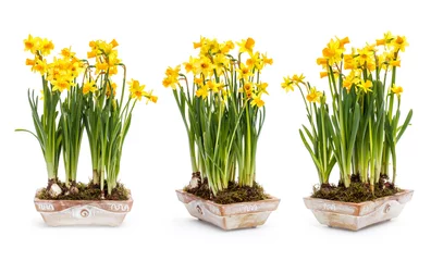 Papier peint photo autocollant rond Narcisse Fleurs de Narcisse