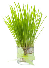 Green grass in a glass