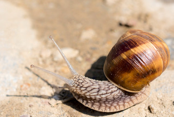 Domestic snail