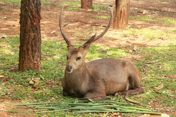 sika deer in the nature