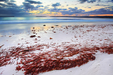 Pretty red seaweed washed ashore the beach at dawn © Leah-Anne Thompson