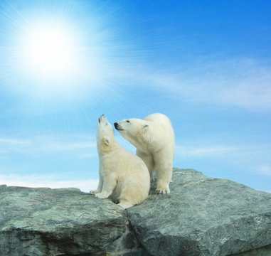 Eisbären in der Sonne