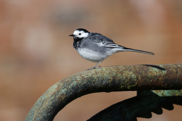 Obraz premium Pied wagtail, Motacilla alba yarrellii