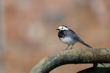 Pied wagtail, Motacilla alba yarrellii
