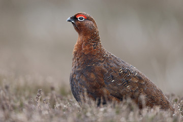 Red grouse, Lagopus lagopus scoticus