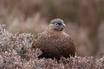 Red grouse, Lagopus lagopus scoticus