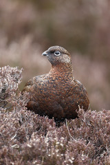 Red grouse, Lagopus lagopus scoticus