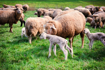 Obraz premium Sheep herd at green field