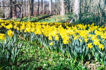 Spring landscape with daffodils