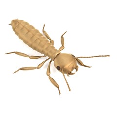 realistic 3d render of termite alate