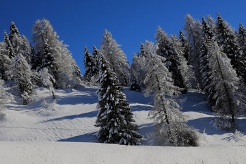 montagna alberi nella neve