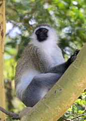 Green monkey