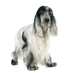cocker spaniel