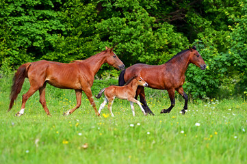 Fototapeta premium Horse