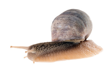Schnecke isoliert