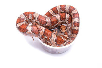 Obraz premium Corn Snake on a white background