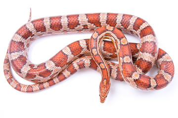 Obraz premium Corn Snake on a white background