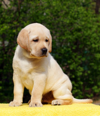 yellow labrador puppy on yellow background