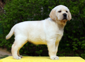 yellow labrador puppy standing on yellow background