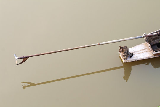 Cat On Asian Boat In Thailand