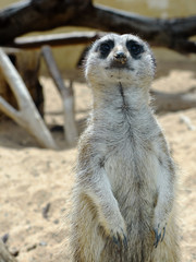 Fototapeta premium Meerkats (suricate)