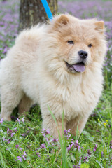 Fototapeta na wymiar Сhow chow dog in the grass