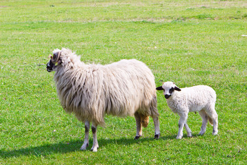 Sheep and white lamb on field