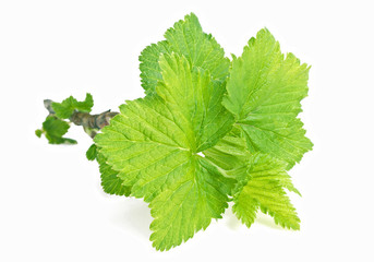 Leaves isolated on a white background