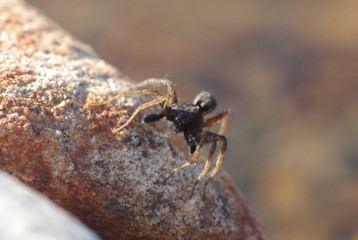 Spider on rock