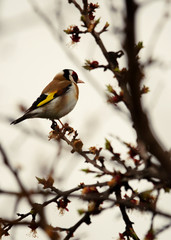 Goldfinch on a tree branch