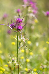 Burdock flower in the wild